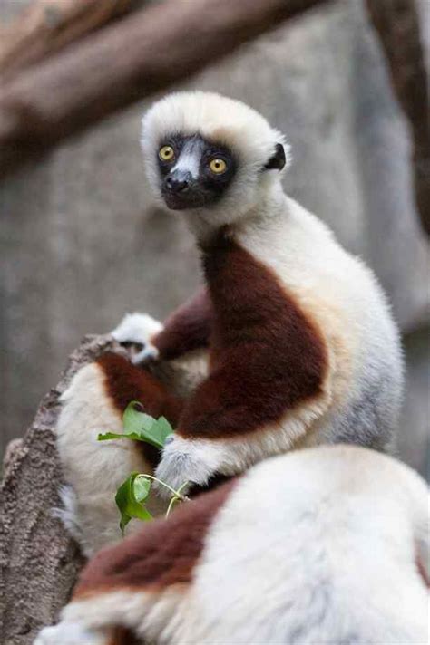 55 best images about Madagascar Wildlife on Pinterest