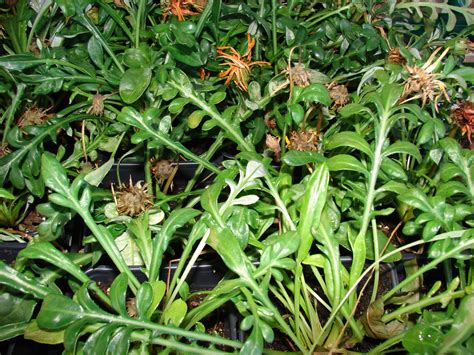 Gazania rigens (African Daisy, Gazania, Treasure Flower) | North Carolina Extension Gardener ...