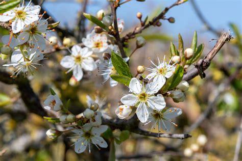 Blackthorn: Care and Growing Guide