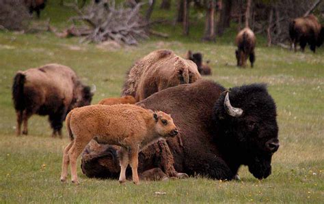 Bison population holds steady in Yellowstone | Yellowstone Gate