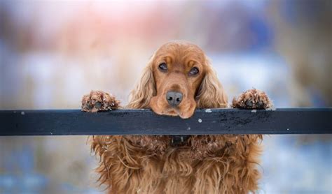 How to Train a Working Cocker Spaniel Puppy - Easy Spaniel Training