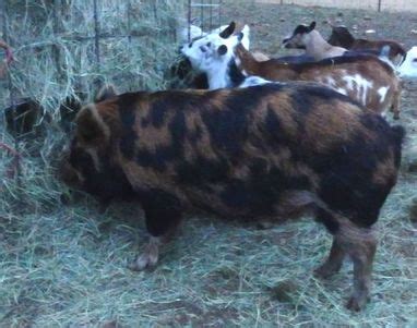 KuneKune Pigs