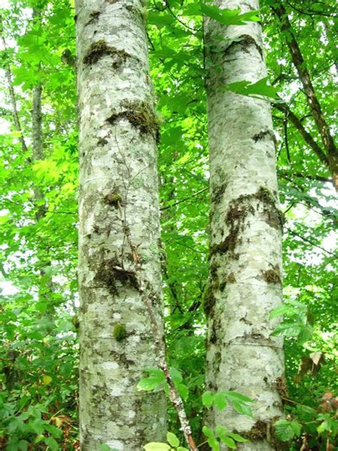 Red Alder | Native Deciduous Trees |-Burnt Ridge Nursery | Deciduous ...