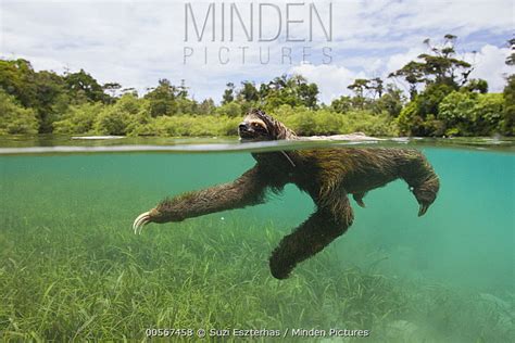 Pygmy Three-toed Sloth stock photo - Minden Pictures