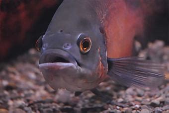 Oscar Fish Diseases and Treatments | LoveToKnow Pets