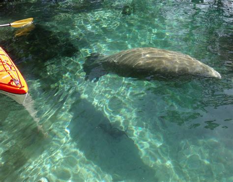 florida manatee tours Archives - Florida Kayaking Tours