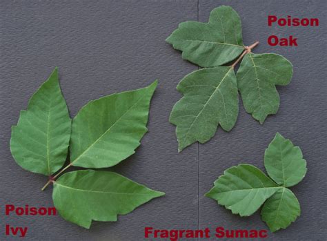 Poison ivy and poison oak: How to identify, avoid, and treat