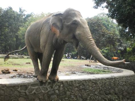 Ragunan Zoo, Favorite Attraction in Jakarta