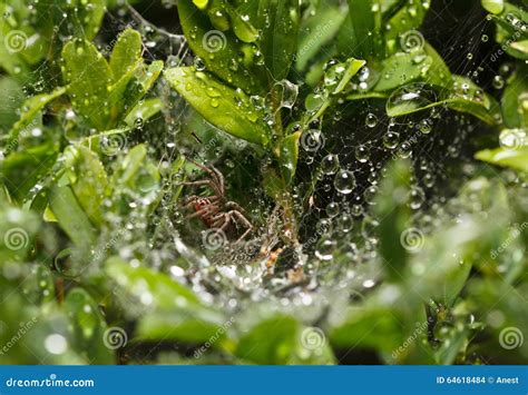 Spider in rain stock photo. Image of brown, leaf, animal - 64618484