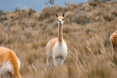 Wildlife of Patagonia | Chile & Argentina | Adventure Travel