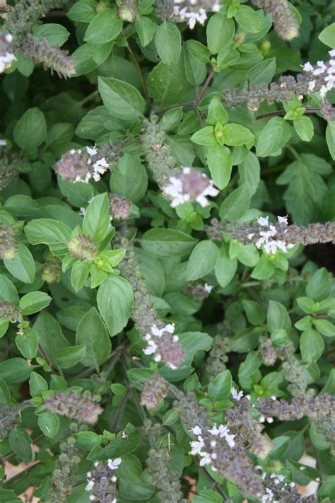 Sunny Simple Life: Growing Basil: 3 Varieties from the Garden