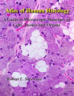 The Atlas of Human Histology Guide | Robert L. Sorenson and T. Clark Brelje