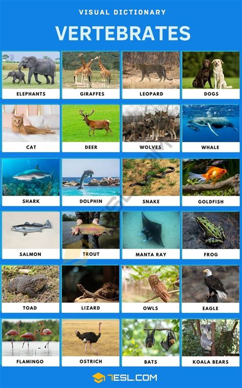 Vertebrates | List of Vertebrate Animals with Interesting Facts • 7ESL | Vertebrates, List of ...