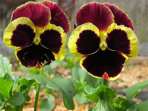 Just the perfect pansy color combo! | Pansies, Flower power, Color combos