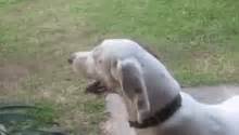 Dog Barking Animation GIFs | Tenor