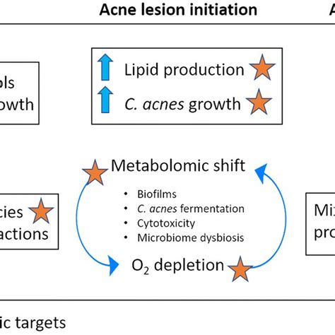 Skin organization and representation of the pilosebaceous unit. Major... | Download Scientific ...