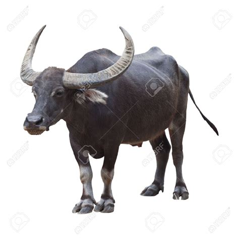 Carabao Isolated On White Background Stock Photo, Picture And Royalty Free Image. Image 15540091 ...