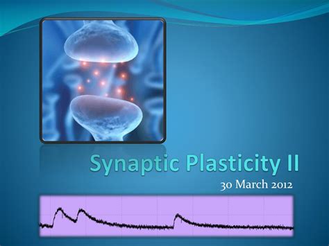 PPT - Synaptic Plasticity II PowerPoint Presentation, free download - ID:2127574