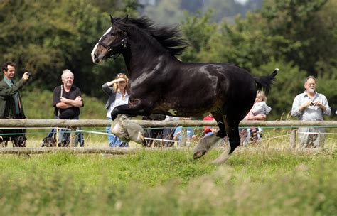 Shire Horse Breed Profile