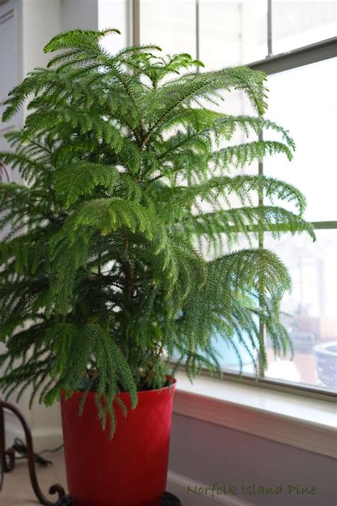 Norfolk Island Pine Tree Care - Batang Tabon