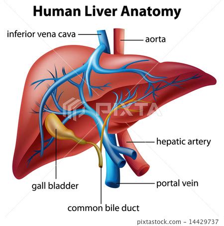 Human Liver Anatomy - Stock Illustration [14429737] - PIXTA