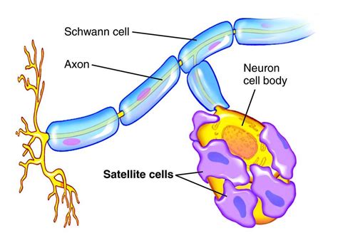 What are satellite glial cells? — Brain Stuff