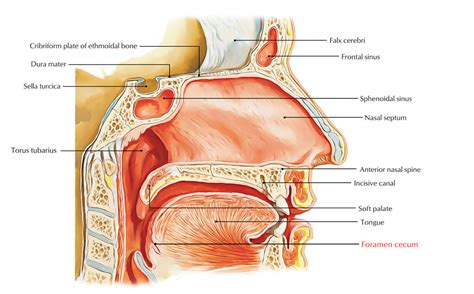 Foramen Cecum of Tongue – Earth's Lab