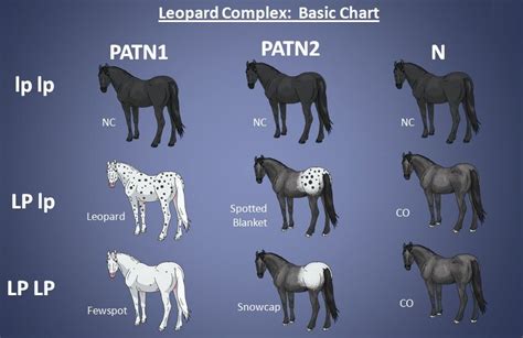 Pin de real talk em horse color chart | Cavalos pintados, Cavalhada, Cavalos