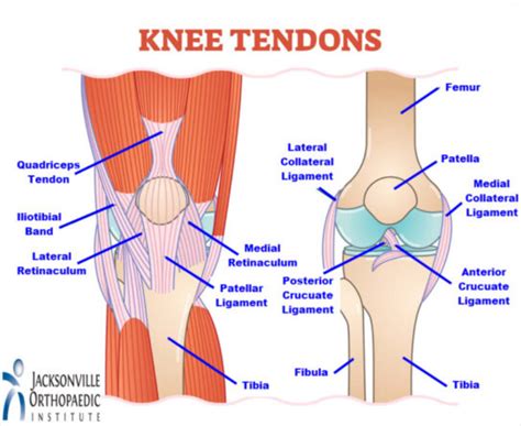 Tendons And Ligaments Of The Knee