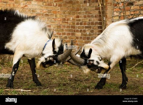 Goats fighting with horns Stock Photo - Alamy