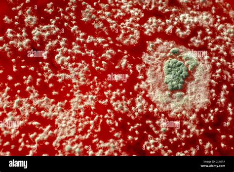 Mold on red liquid background, fungus background, bacteria on red surface, Mold growth on red ...