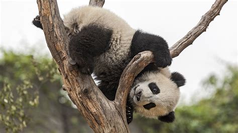Pandas Eating Bamboo Wallpaper Animals Pinterest | Pandas, Ausgestopftes tier, Baby panda
