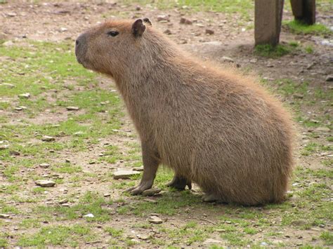 The Capybara | Beautiful Animal Interesting Facts | Animals Lover