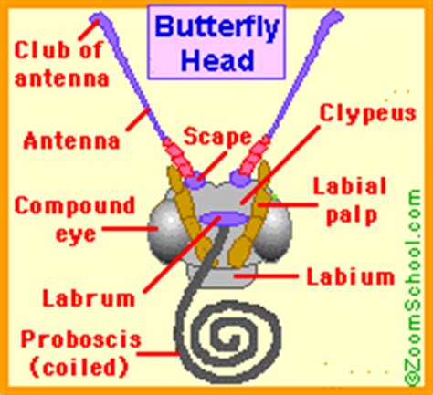 Butterfly Head Anatomy