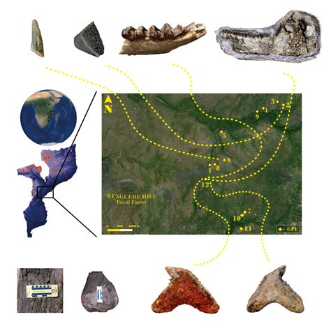 The first Miocene fossils from coastal woodlands in the southern East African Rift