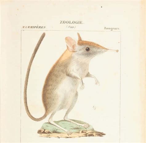 Shrew species, missing for 50 years, rediscovered | WGLC