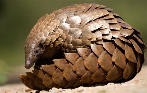 Wallpaper animal, scales, pangolin images for desktop, section животные - download