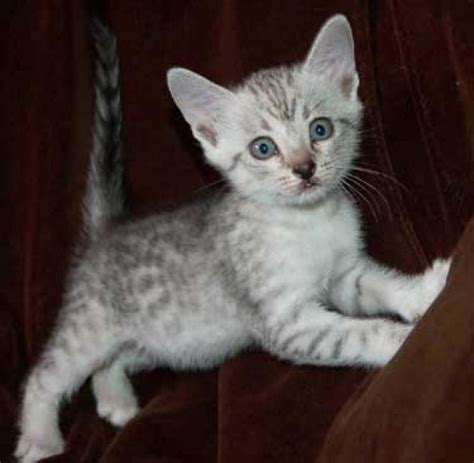 Egyptian MAU Kittens | For Sale VIC: Melbourne