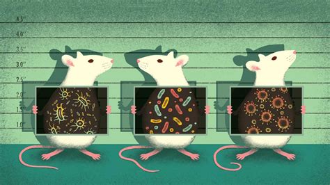 Mouse microbes may make scientific studies harder to replicate ...