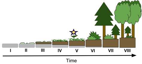 File:AP Biology - Primary Succession Drawing.svg - Wikimedia Commons