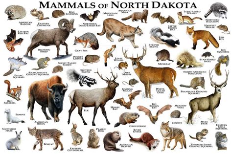 Mammals Of North America - Pets Lovers