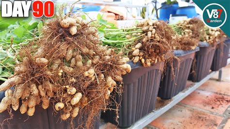 How to Grow Peanuts From Seed to Harvest | Easiest for Beginners - YouTube