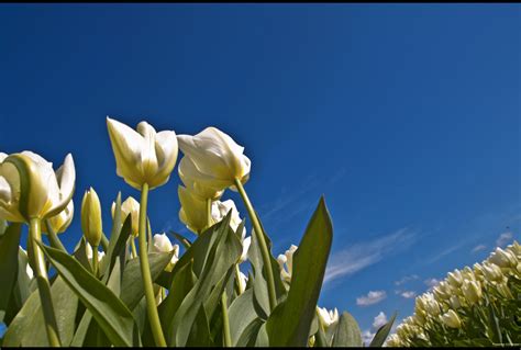 Wallpaper : flowers, blue, sky, white, plant, flower, holland, nature, Netherlands, field ...