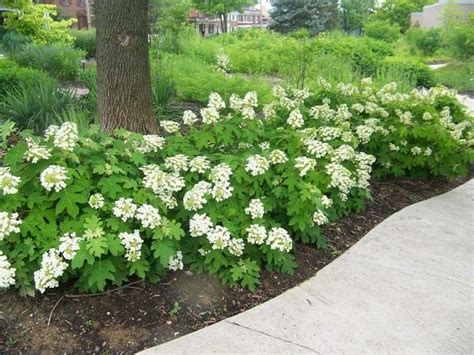 Oak Leaf Hydrangea #GardenShrubs | Hydrangea landscaping, Oakleaf ...