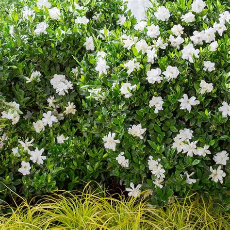 Jubilation Gardenia | PlantAddicts.com