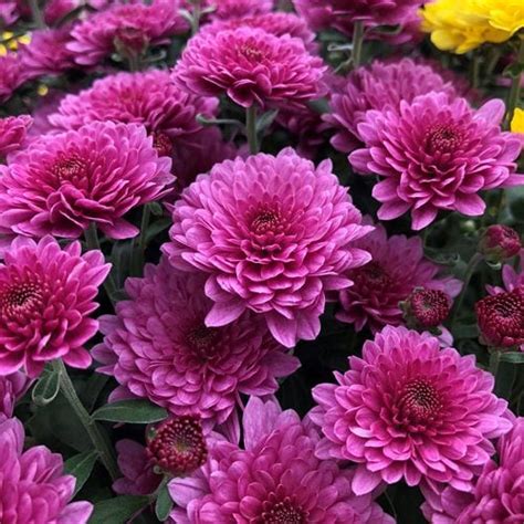 Chrysanthemum – Growing and Care Tips for Mums | Garden Design