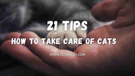 How To Take Care Of Cats [21 Best Tips] – Let Me Cat