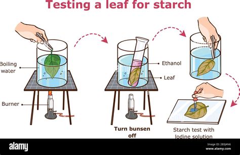 Testing a leaf for starch vector illustration Stock Vector Image & Art ...