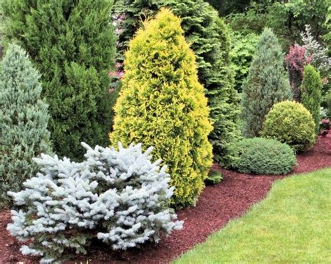 278 best Dwarf Conifers images on Pinterest | Landscaping ideas, Yard ideas and Backyard ideas