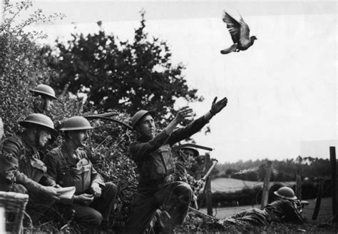 Cher Ami, WW1 Carrier Pigeon - Animal Heroes Photo (36731720) - Fanpop